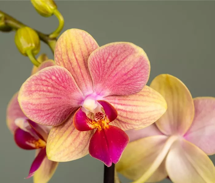Phalaenopsis, zweifarbig